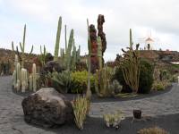 Jardin de Cactus
