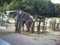 2010: Opel Zoo (Bilder von Dean)