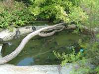 2010-08-09-opel-zoo-013