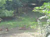 2010-08-09-opel-zoo-023