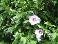 2010-08-09-opel-zoo-032