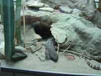 2010-08-09-opel-zoo-065