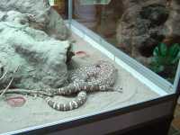 2010-08-09-opel-zoo-066