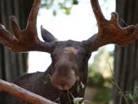 stockholm-340-skansen