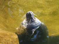 stockholm-373-skansen