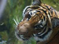 02-san-diego-zoo-015