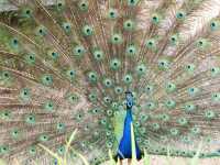 02-san-diego-zoo-078