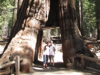09-yosemite-036-california-tunnel-tree