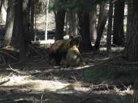 09-yosemite-164-baeren