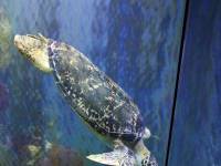 Wien Haus des Meeres