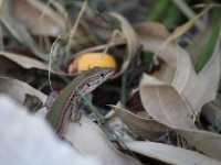 zakynthos-0487-gecko